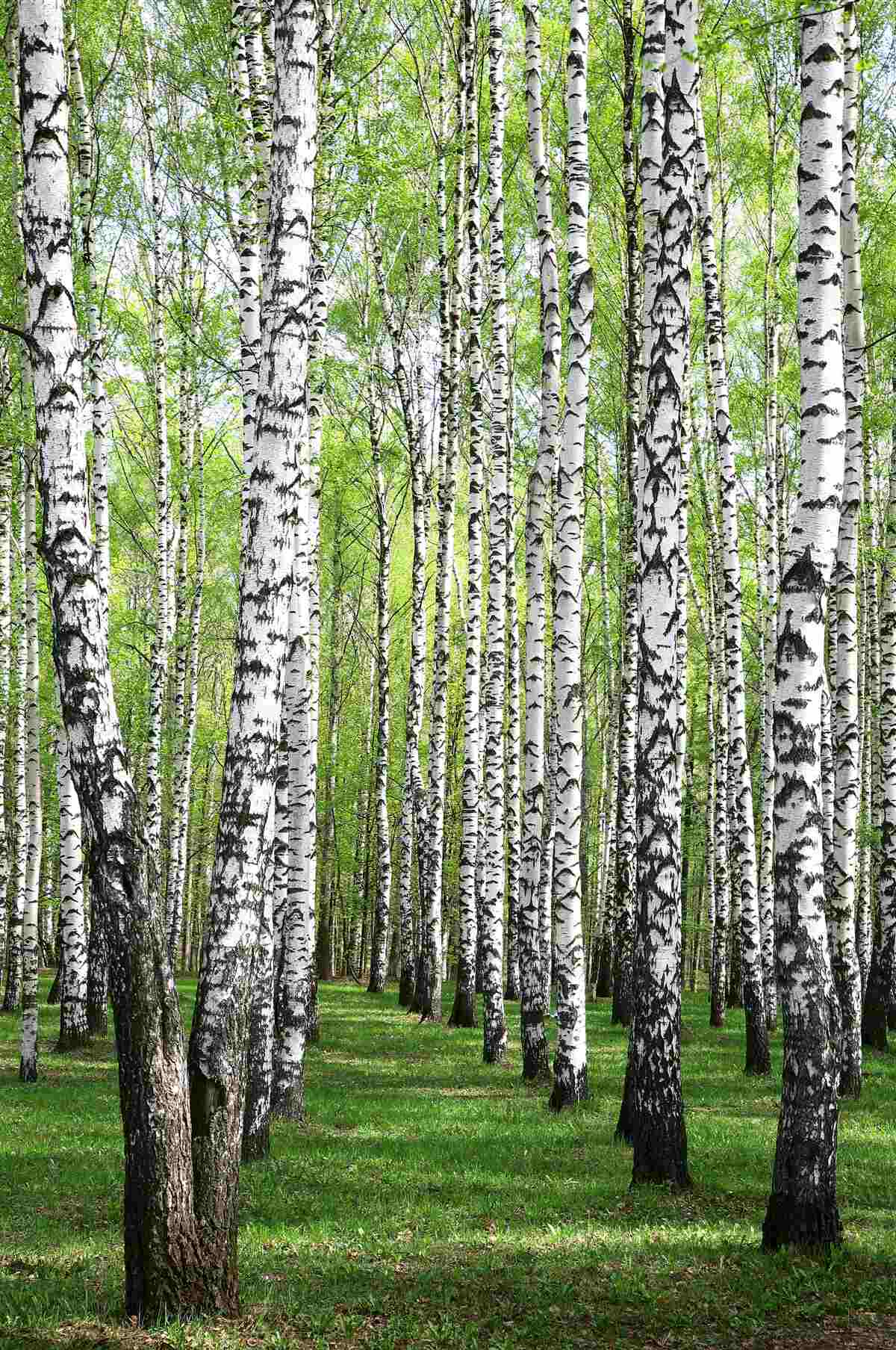 Fototapet frumoasă pădure de mesteacăn
