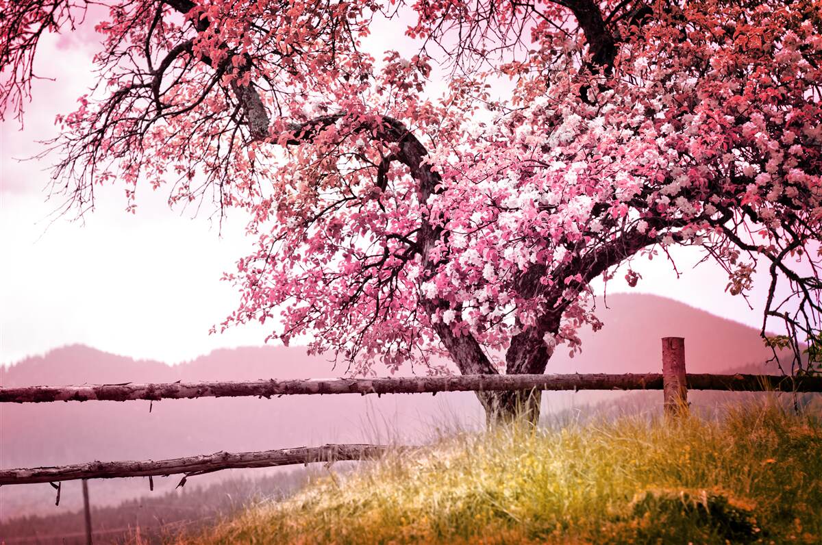 Fototapet copac sakura înflorit