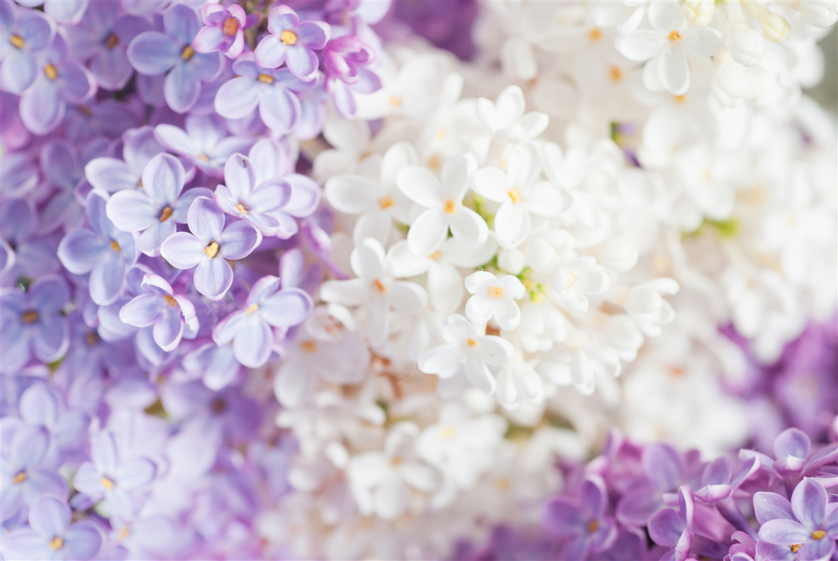 Fototapet liliac în floare primăvara