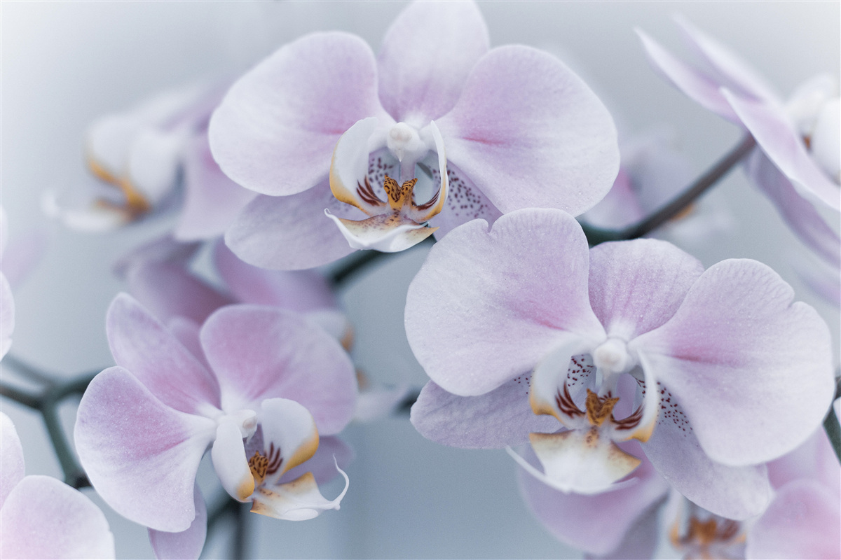 Fototapet flori mari de orhidee