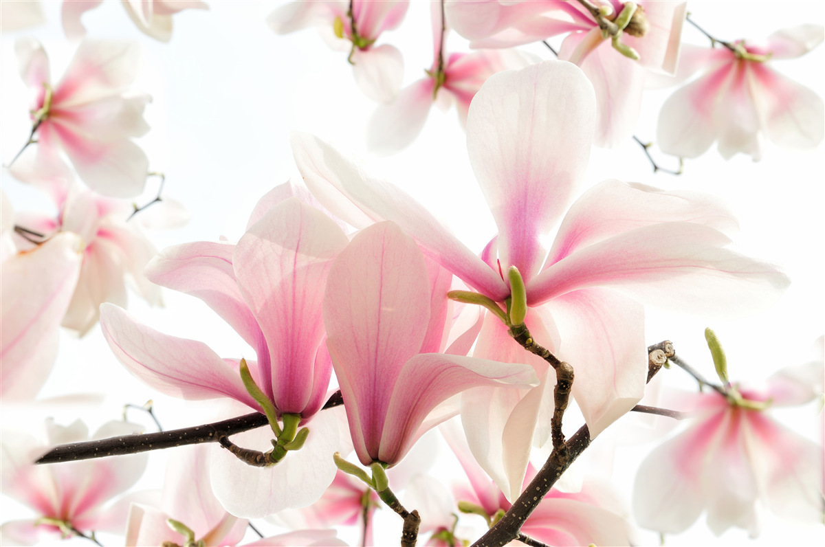 Fototapet magnolii în floare