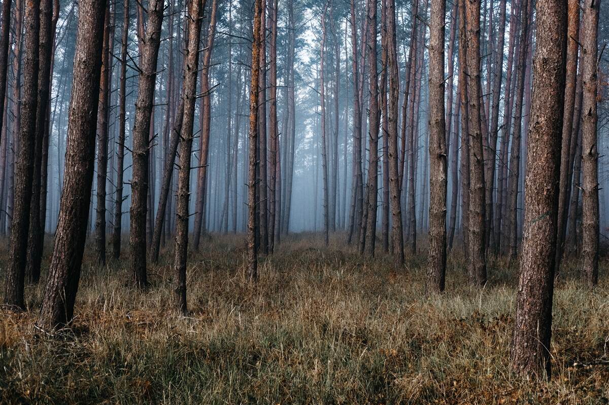 Fototapet pădure întunecată de pini