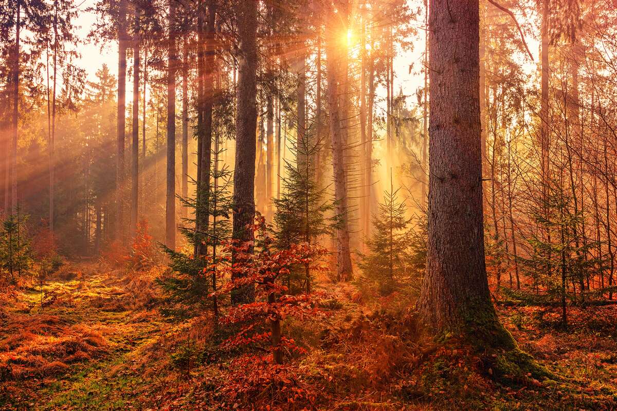 Fototapet pădure de toamnă luminată de razele soarelui