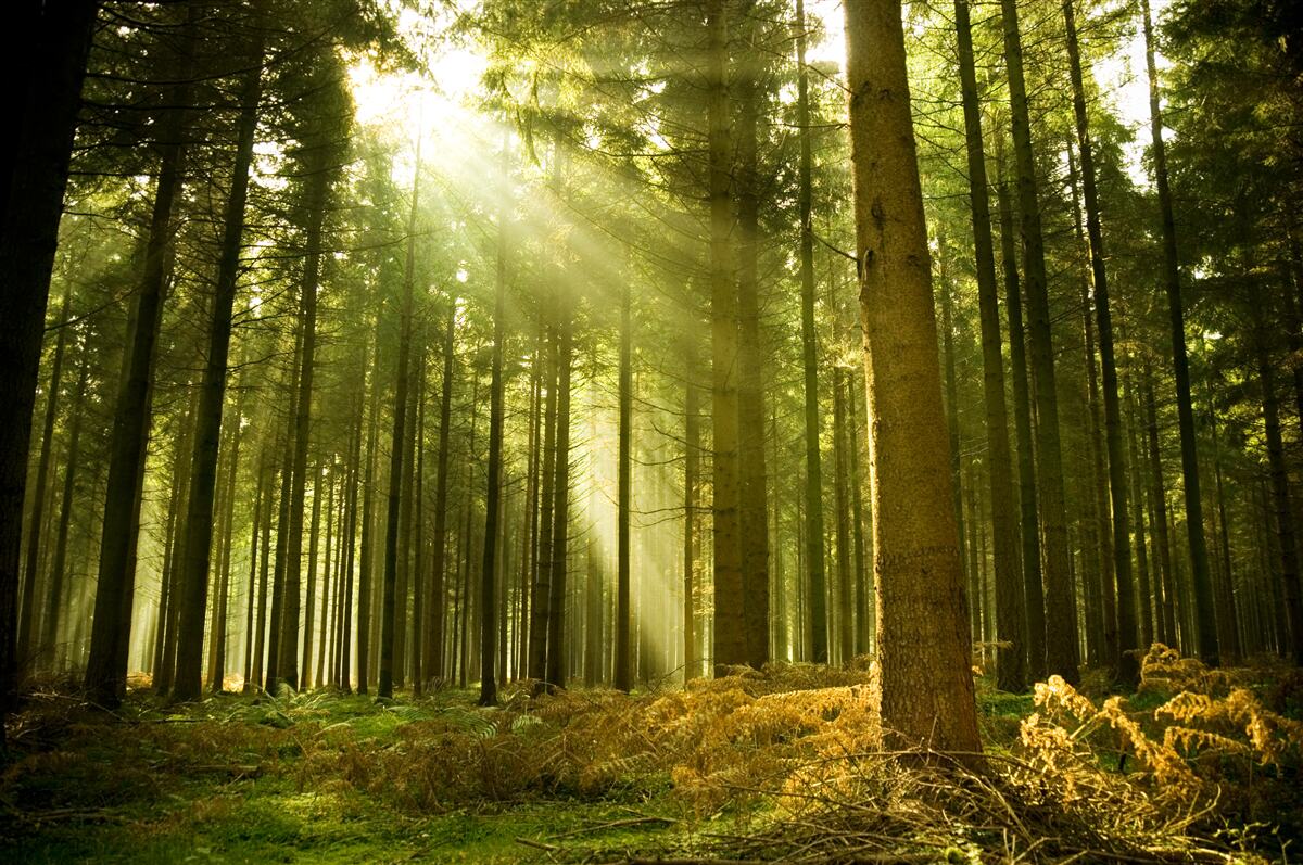 Fototapet razele soarelui luminează pădurea