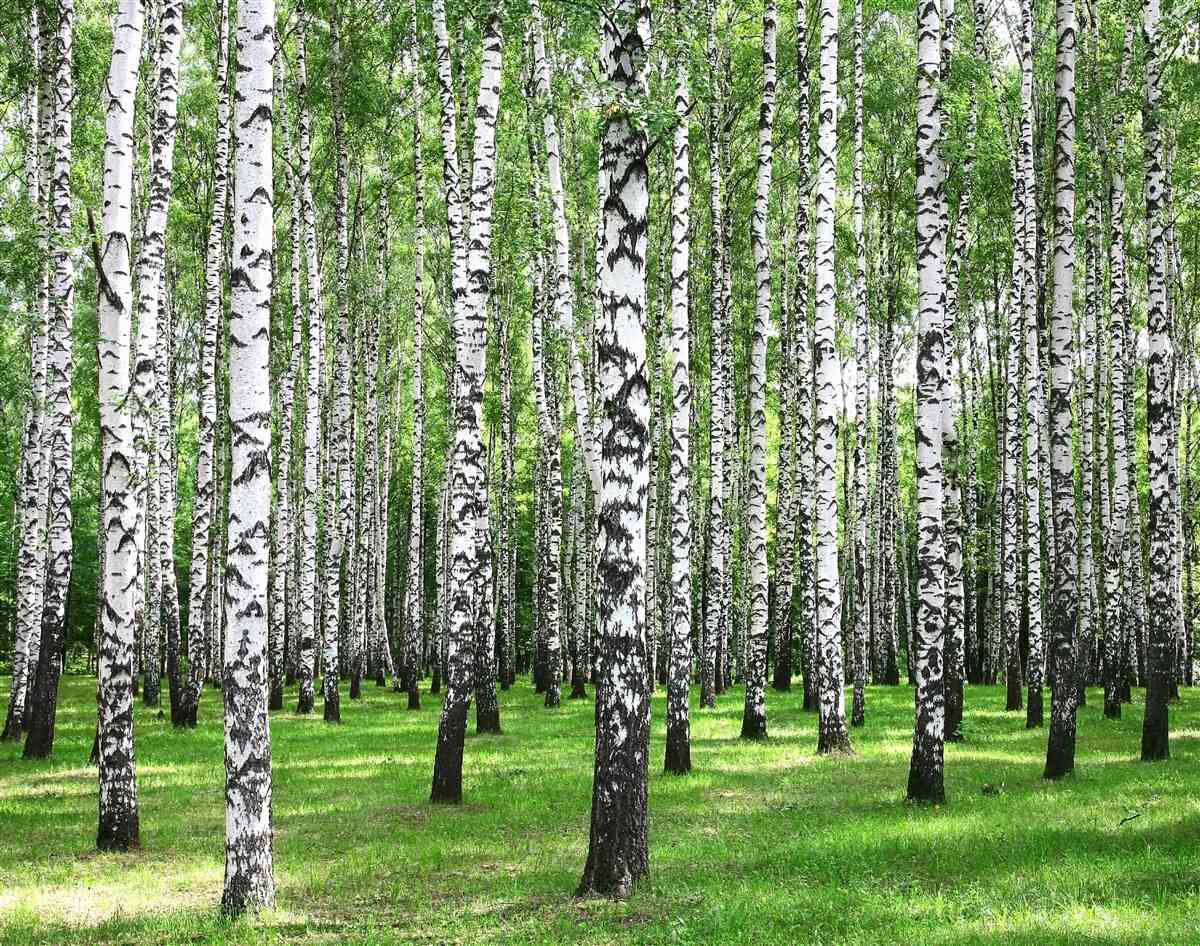 Fototapet livadă de mesteacăn extinsă