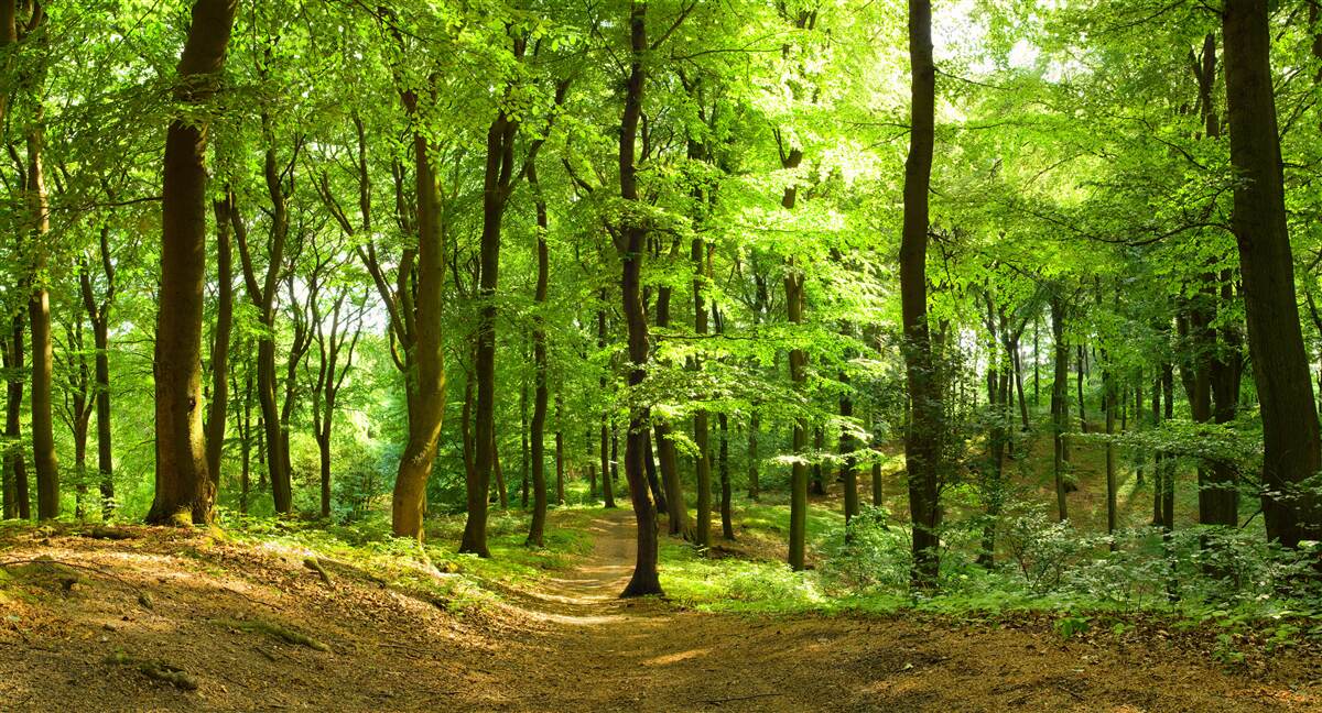 Fototapet gazon într-o pădure densă de smarald