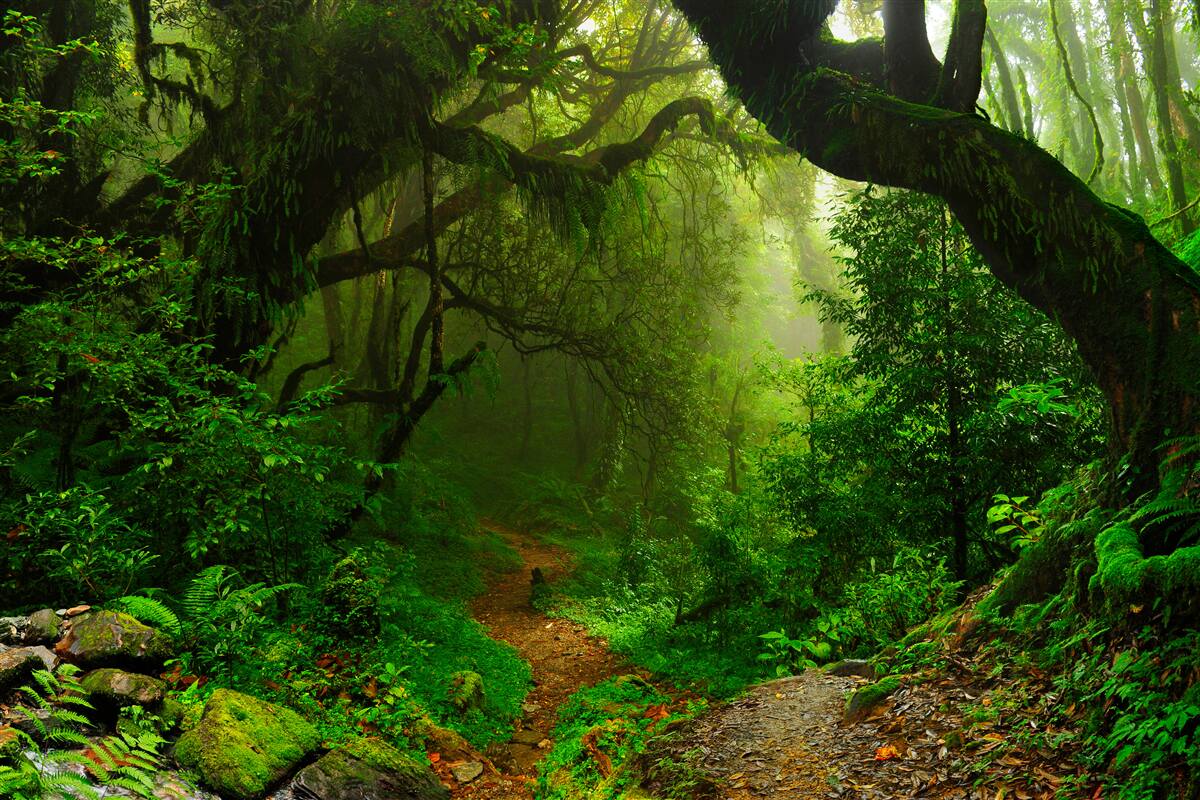 Fototapet potecă printr-o pădure verde densă
