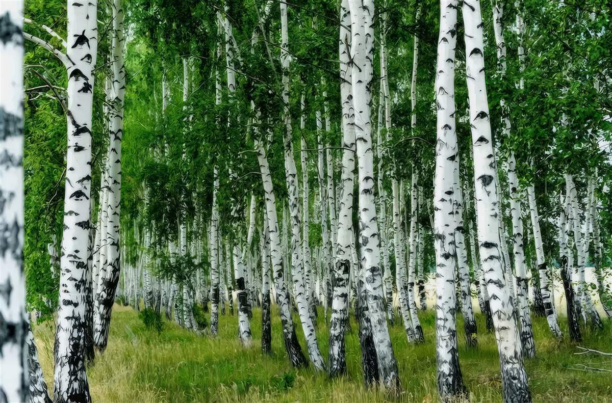 Fototapet mesteacăn dens