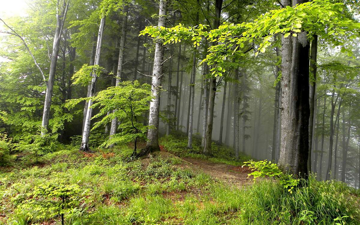 Fototapet pădure cețoasă cu frunze