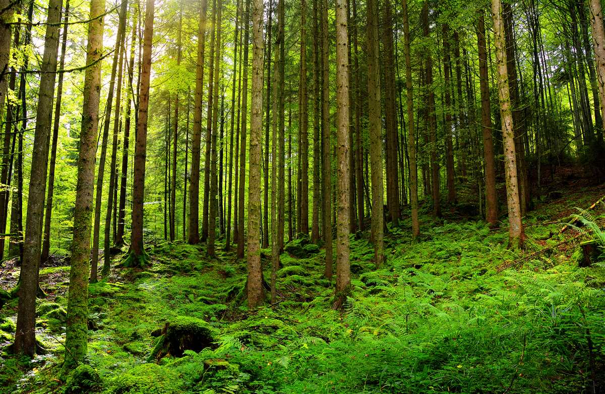 Fototapet razele soarelui pătrund în pădure