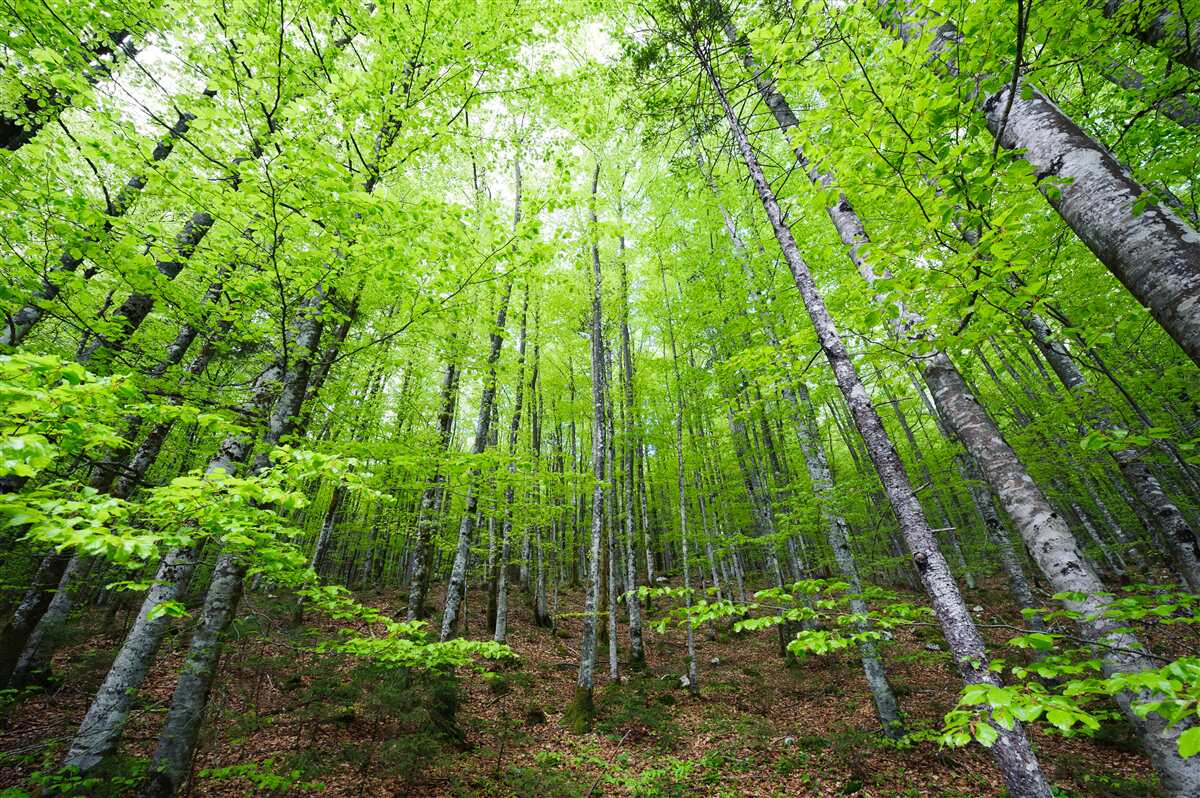 Fototapet coroanele verzi ale copacilor din pădure strălucesc