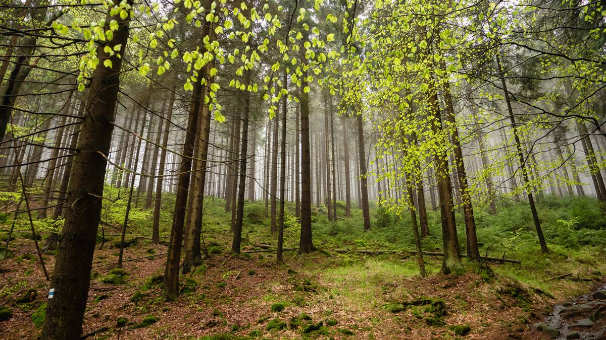 Fototapet pădure verde după ploaie