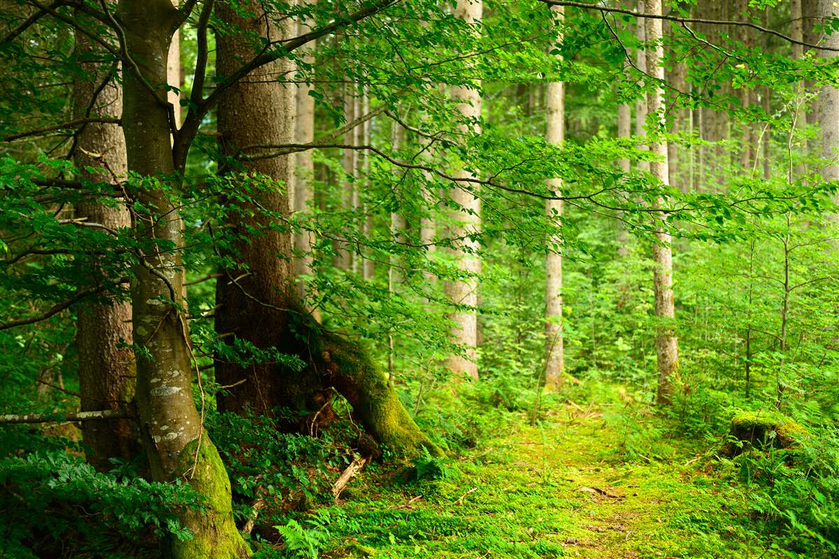 Fototapet pădure de vară verde și luxuriantă