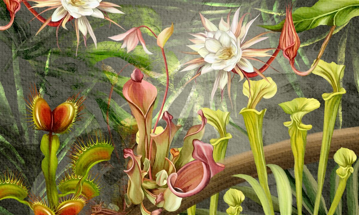 Fototapet plante carnivore din regiunile tropicale