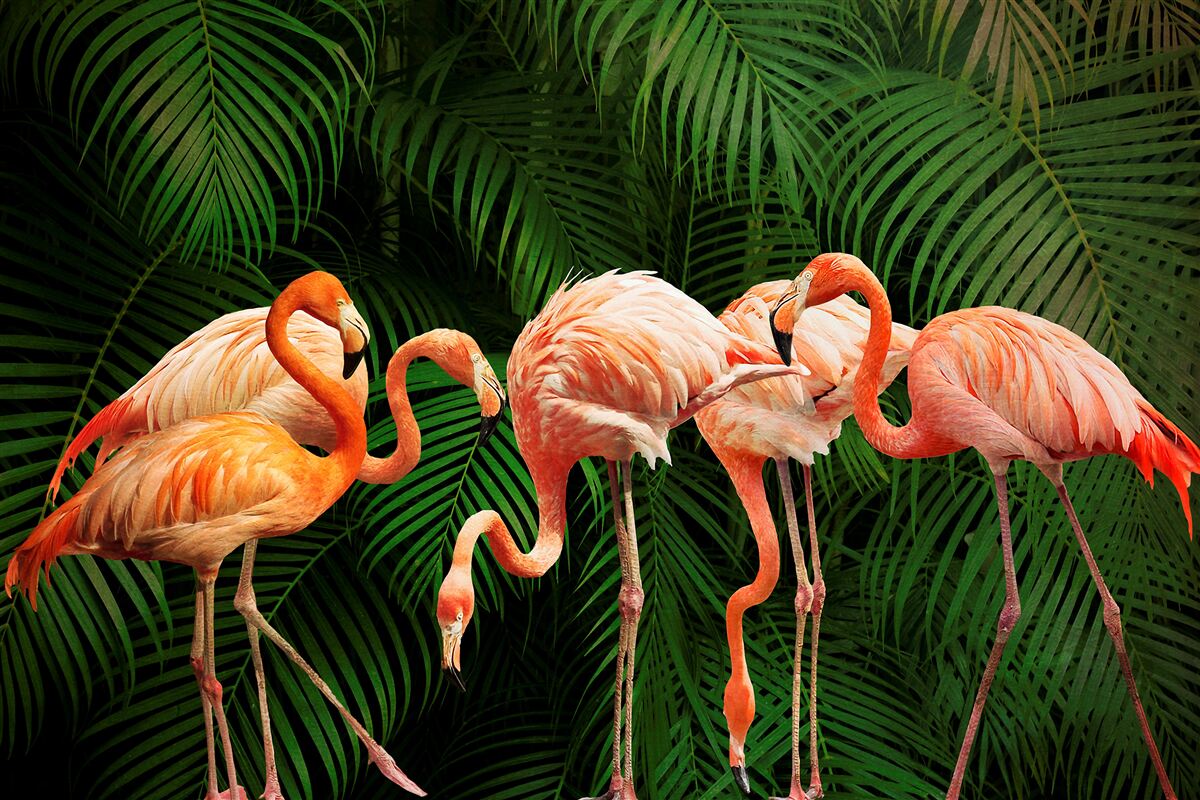 Fototapet flamingo roz într-o pădure cu copaci verzi